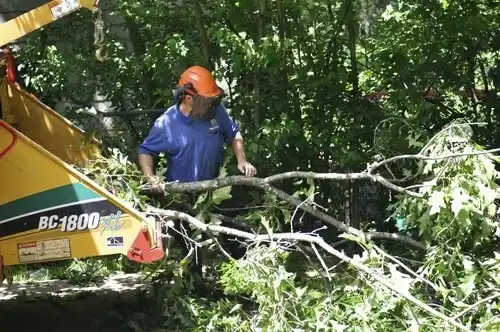 tree services Ocean Isle Beach